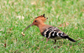 网红戴胜,网红新势力，引领潮流风向标